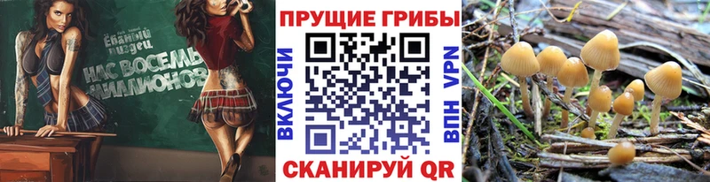 наркошоп Галич Псилоцибиновые грибы ЛСД